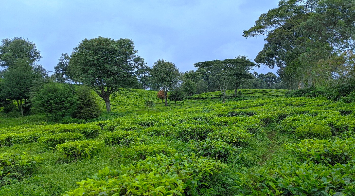 Kivu  Ethnobotanical Garden Foundation 