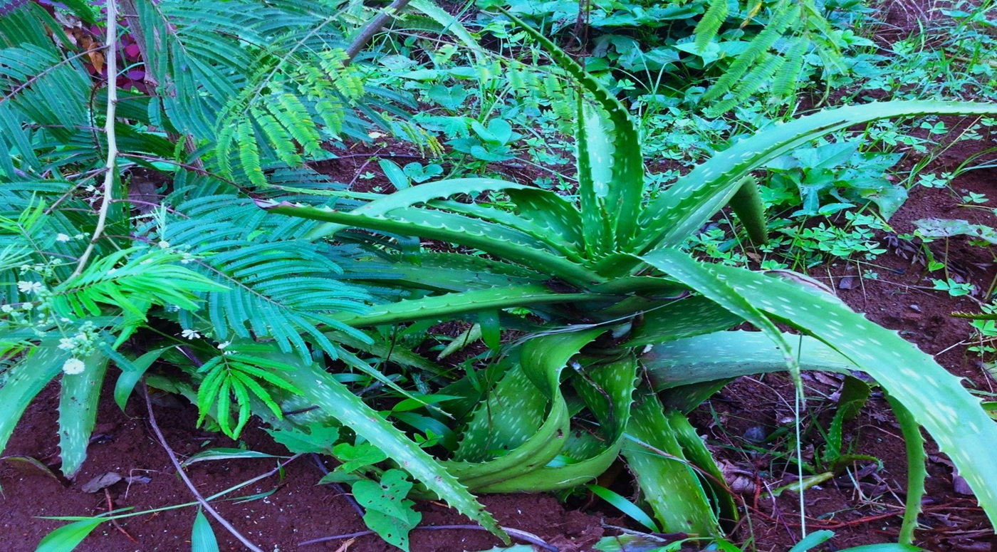 Kivu  Ethnobotanical Garden Foundation 
