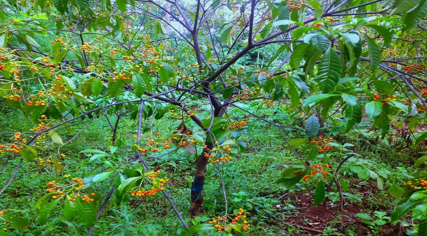 Kivu  Ethnobotanical Garden Foundation 